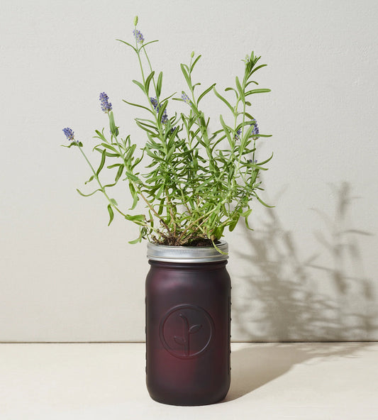 Modern Sprout Garden Herb Jar - Lavender